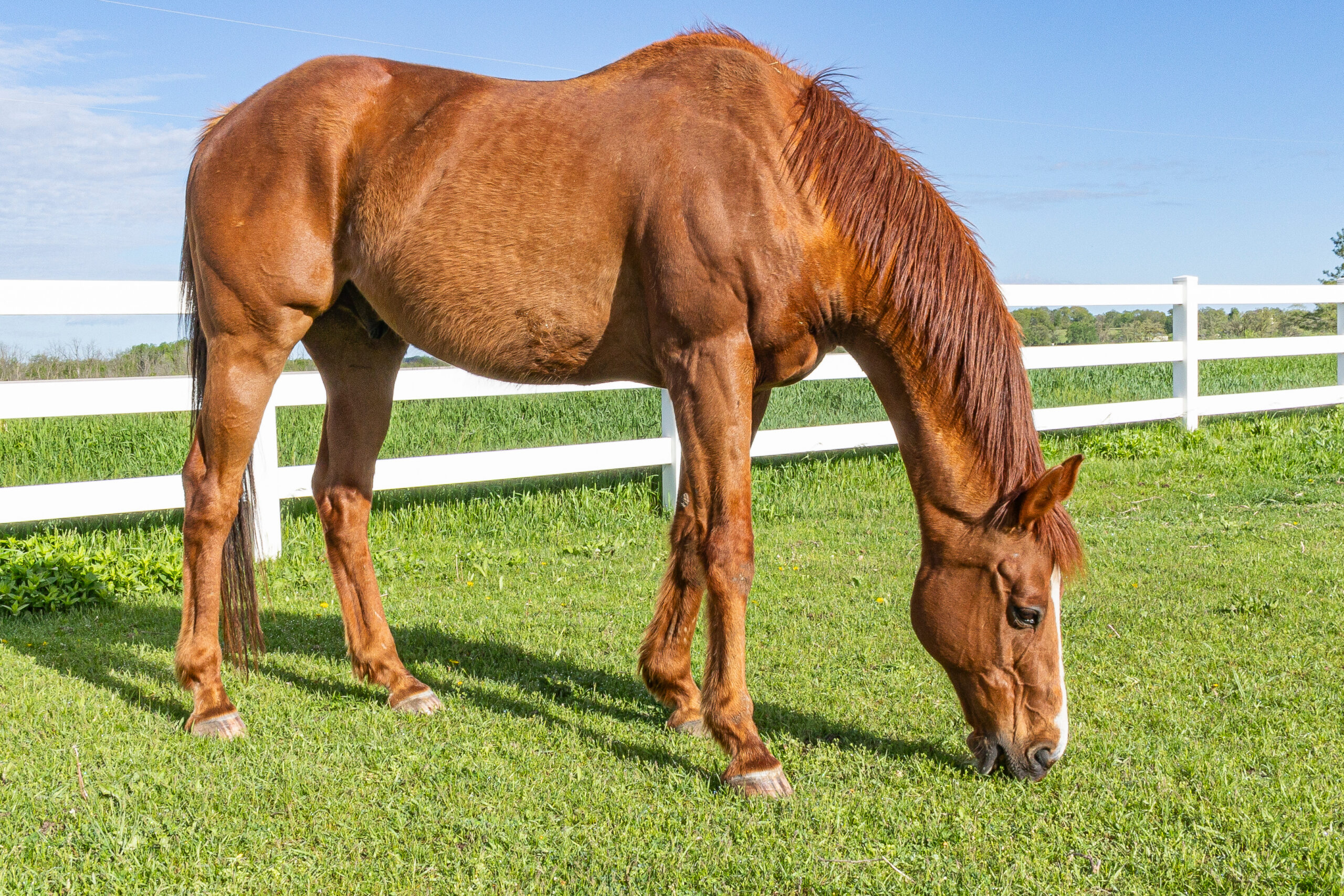 A mature chestnut Thoroughbred gelding grazing on green grass next to a white board fence