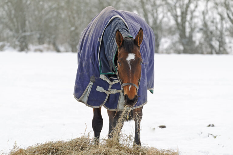 Thoroughbred Horse Eating Hay in Snow