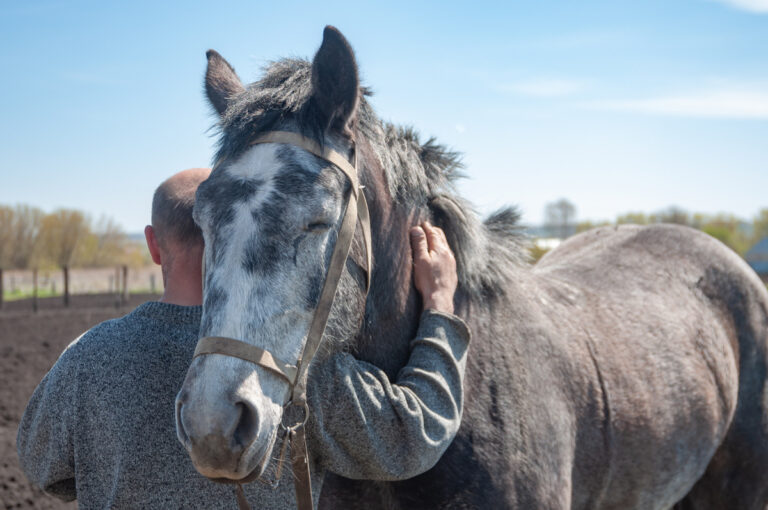 gray older horse with man hugging