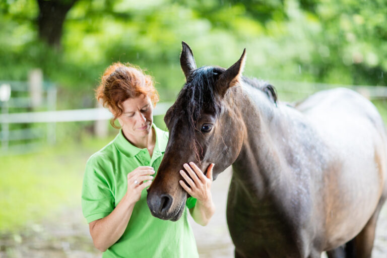 old gray horse in pain woman petting