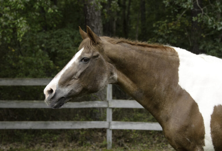 31-year-oldsenior horse in pasture