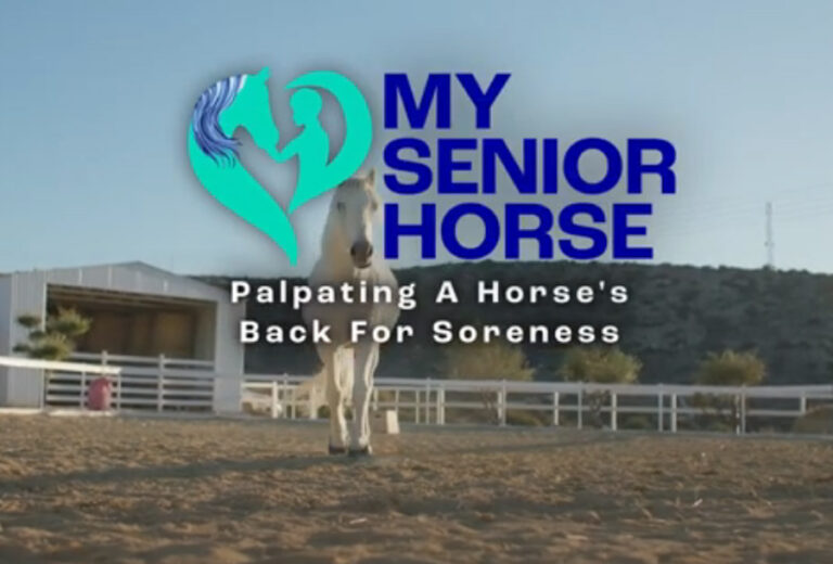 how to palpate a horse's back video