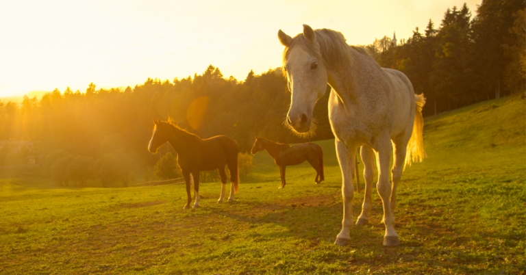 senior horse adobe stock