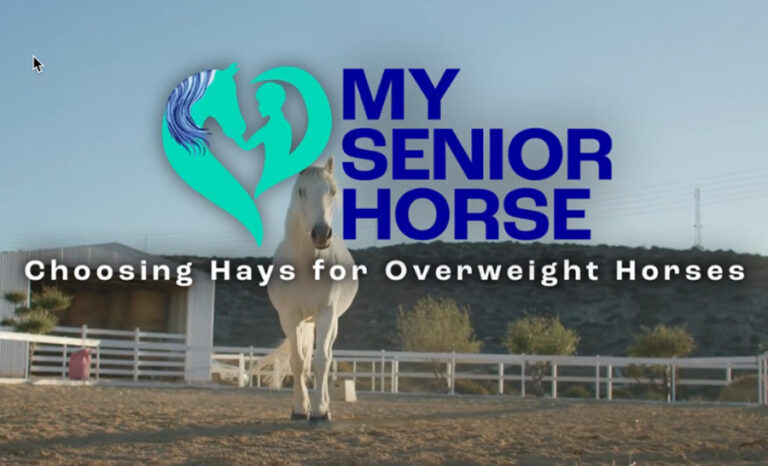 choosing hay for overweight horses video