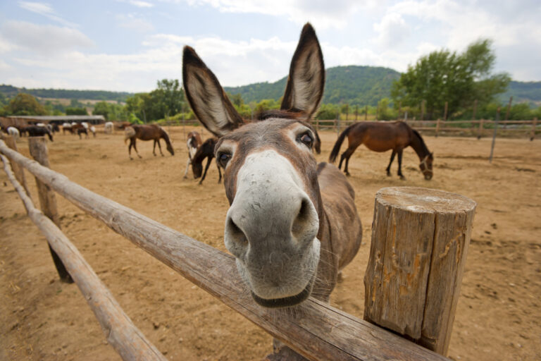 donkeys one with head over fence