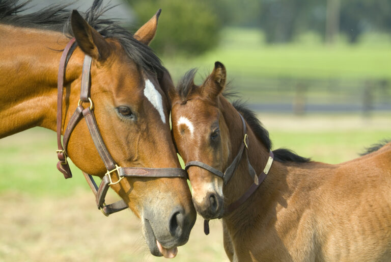 mare incentive program mare and foal