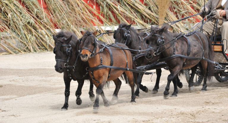 night before christmas miniature horse driving