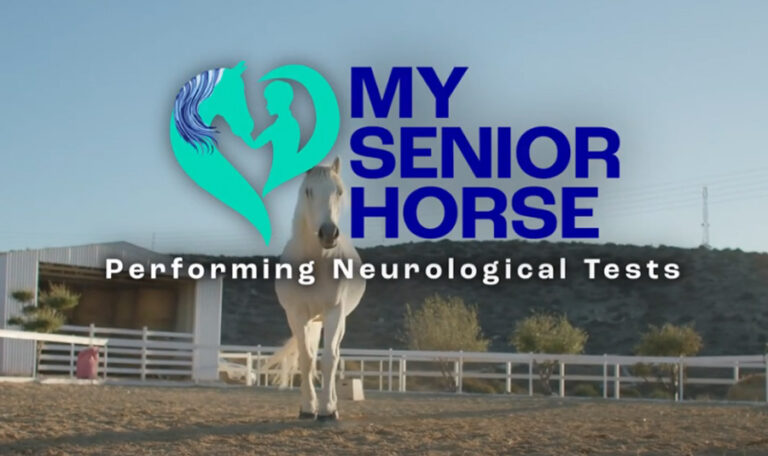 neurological tests horse