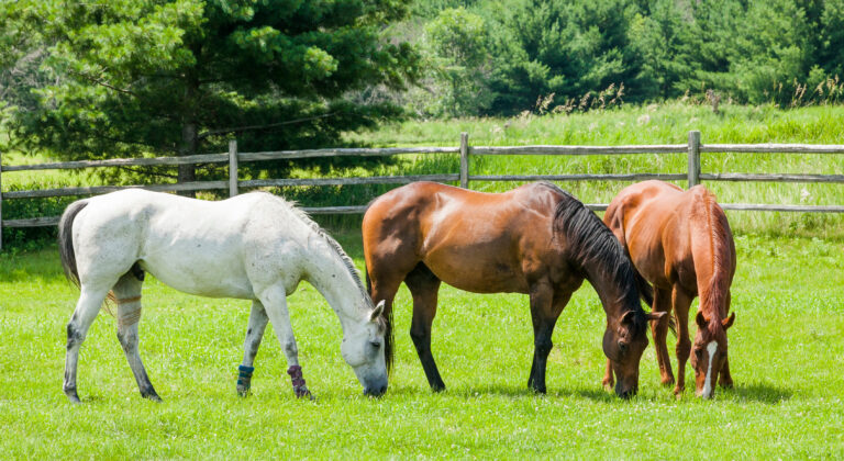 Three horses, a gray, a bay, and a chestnut grazing in a pasture with a split-rail fence and trees in the background on a sunny day