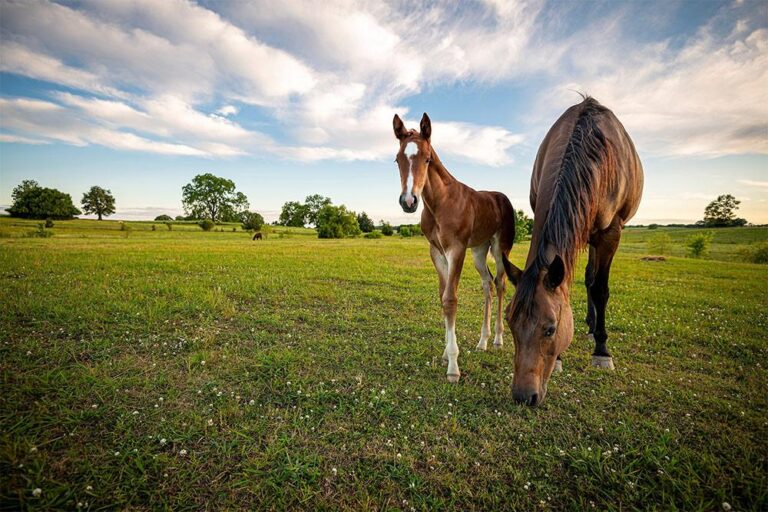 laminitis center at Mississippi State University College of Veterinary Medicine