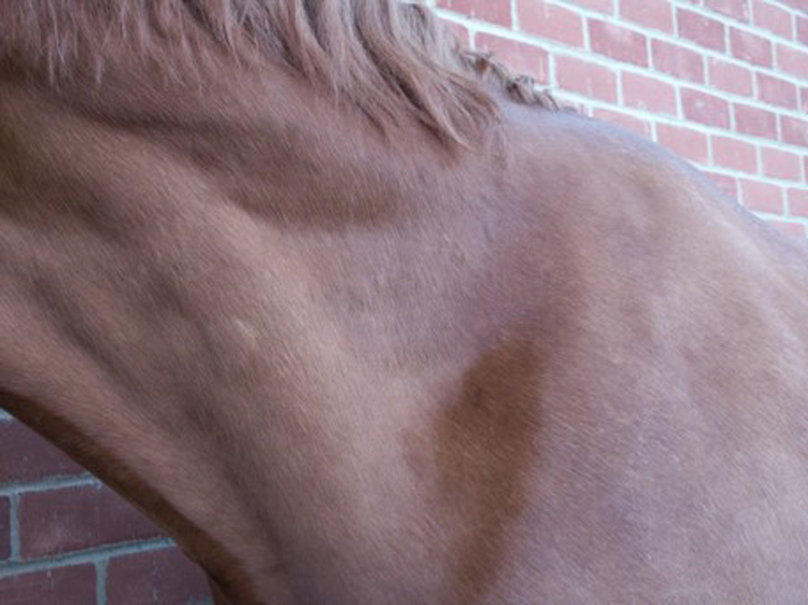 equine neck muscle wastage