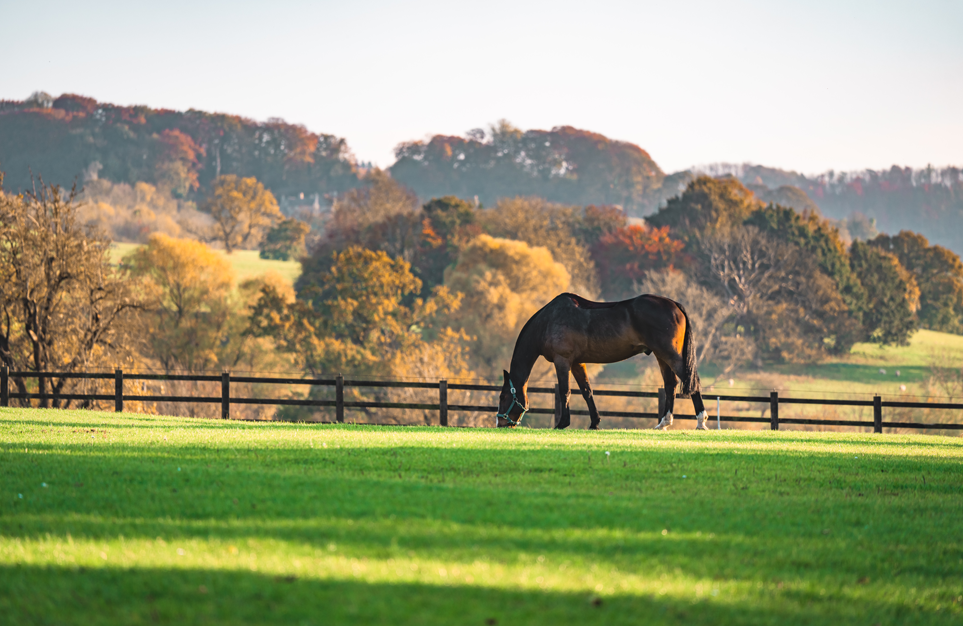horse grazing fall getty