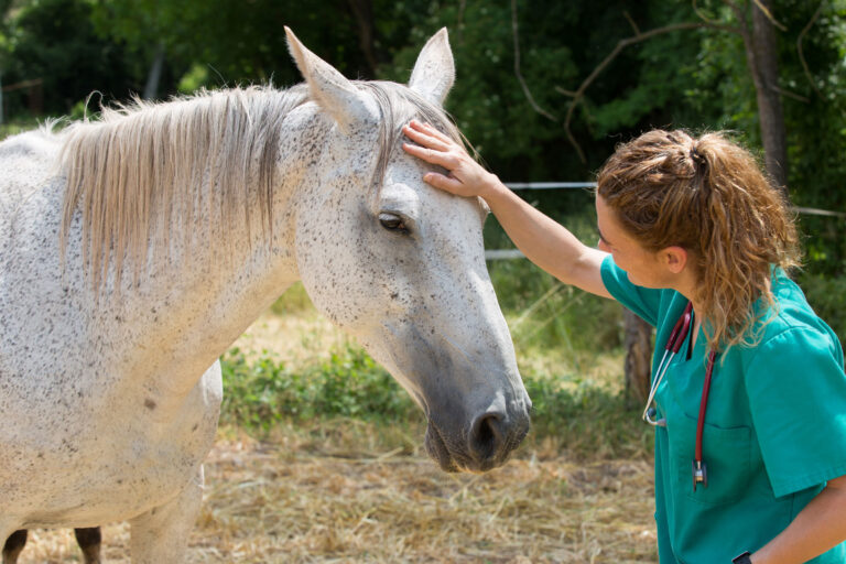 vet visiting choke horse