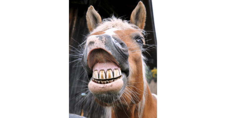 Horse teeth