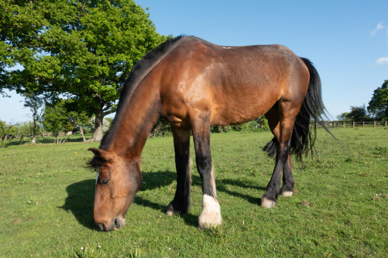 equine parasite control UK horse grazing