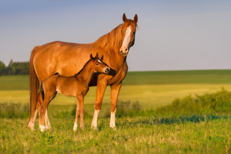 older mares with older eggs can still produce foals