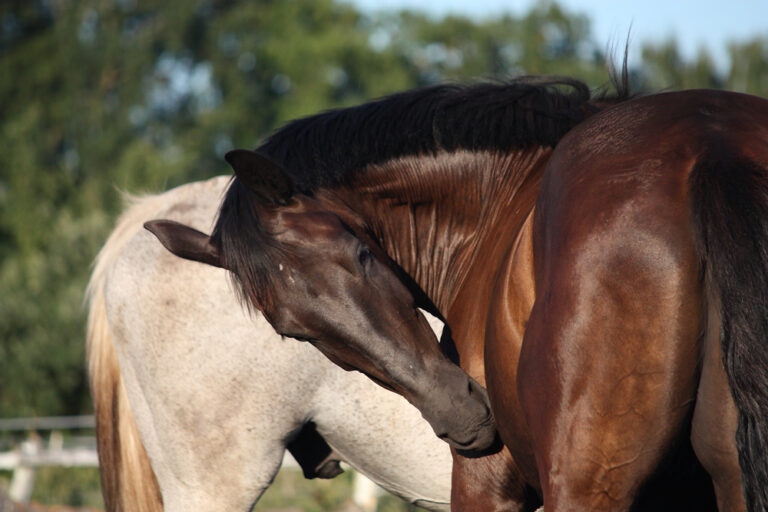 geldings in field