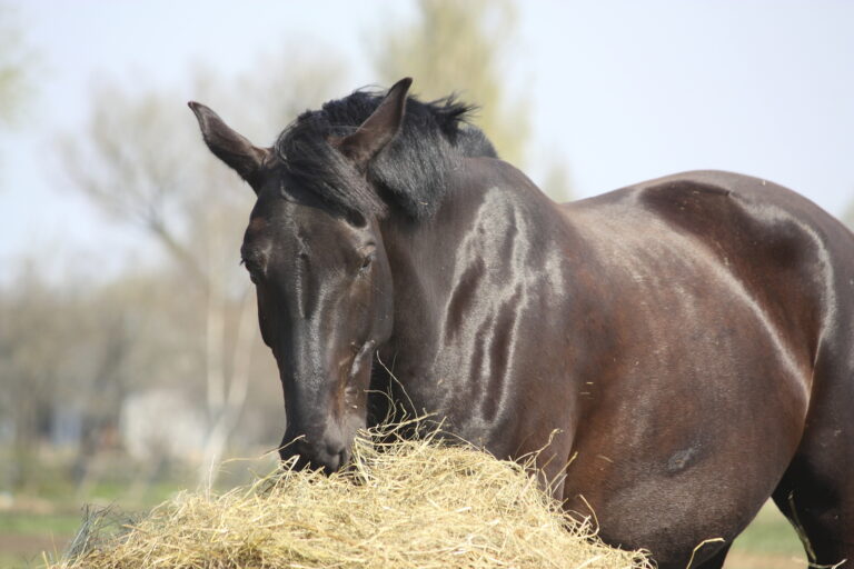 horse eating hay needs ration balancer