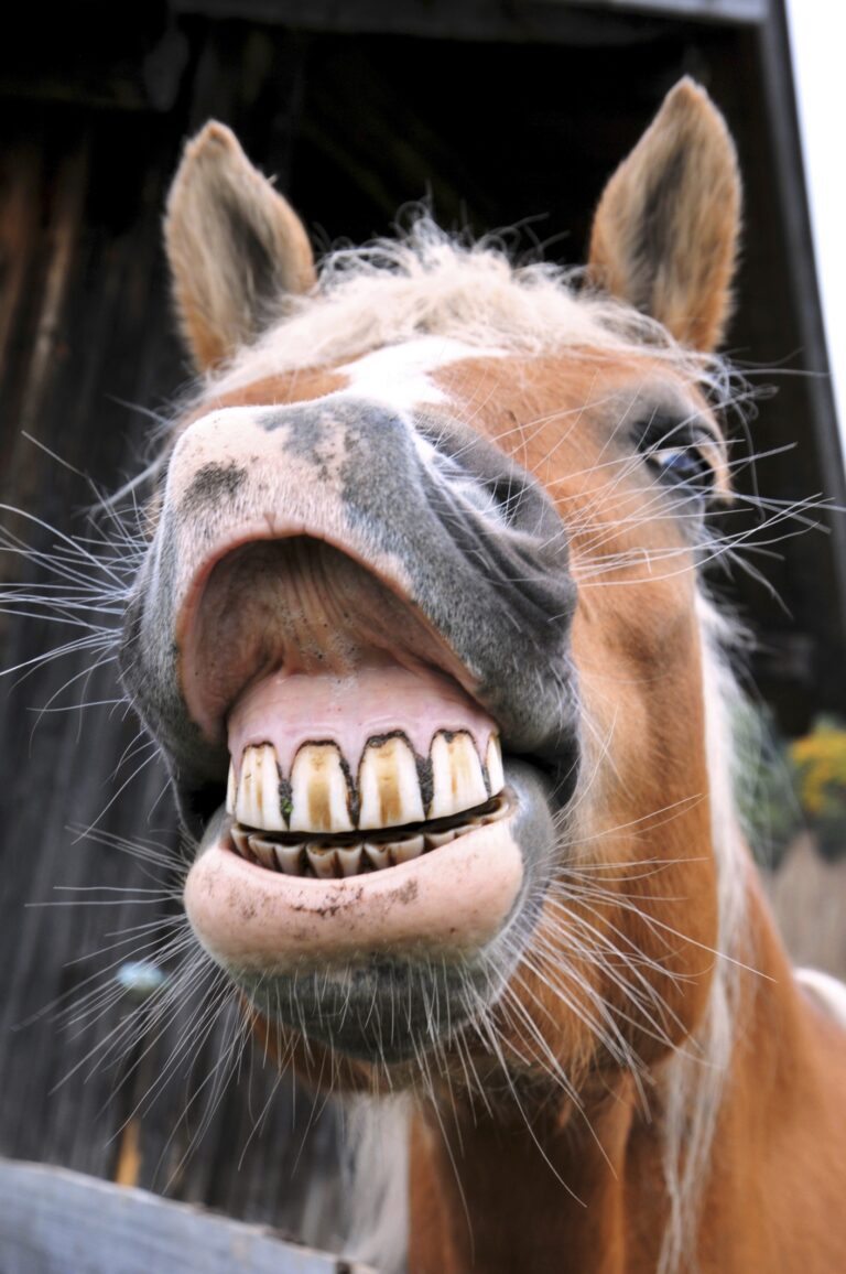 horse big smile lots of teeth