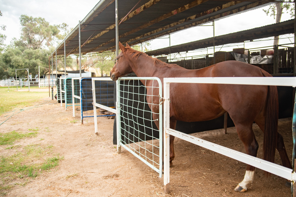 senior horse housing Australia