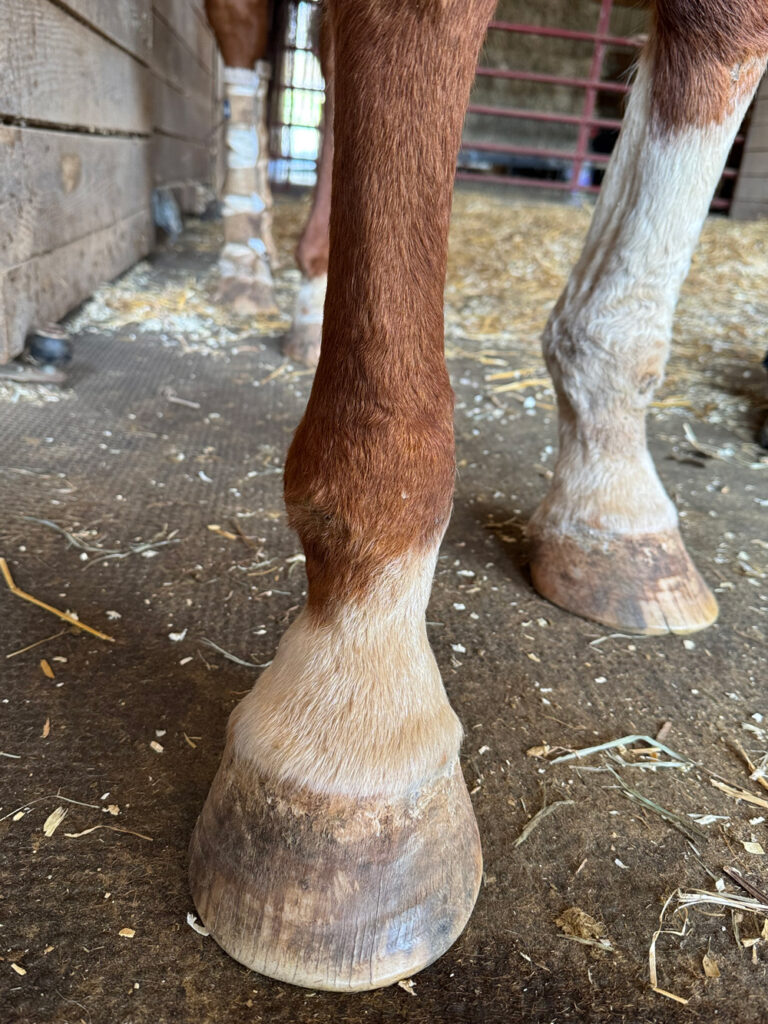 narcolepsy sleep deprivation front of fetlock injuries