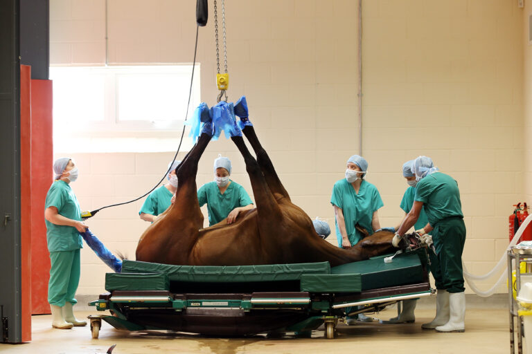 colic surgery horse on hoist