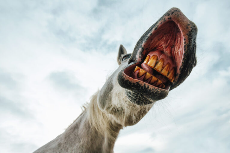 dental horse teeth