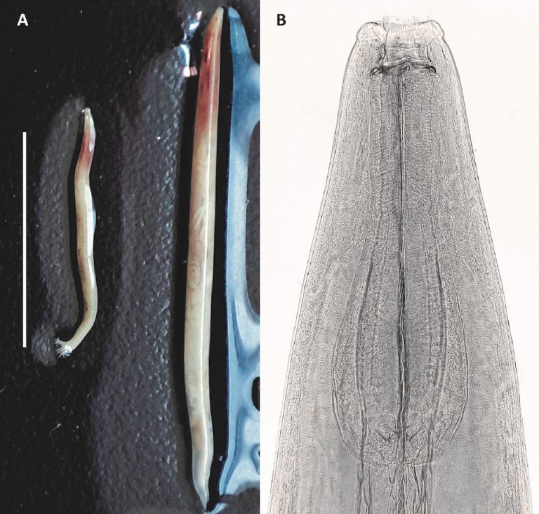 equine parasite h pekingensis