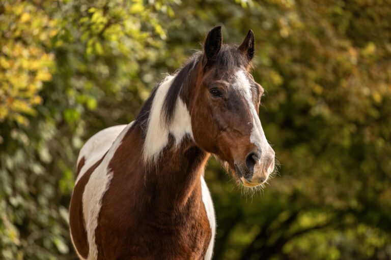 Senior pinto gelding with brown and white coat standing outdoors in soft autumn light