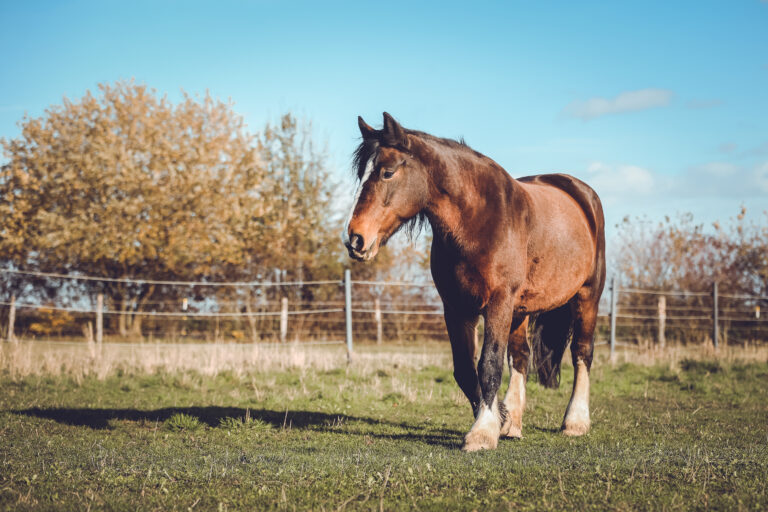 Pferd im Herbstlicht