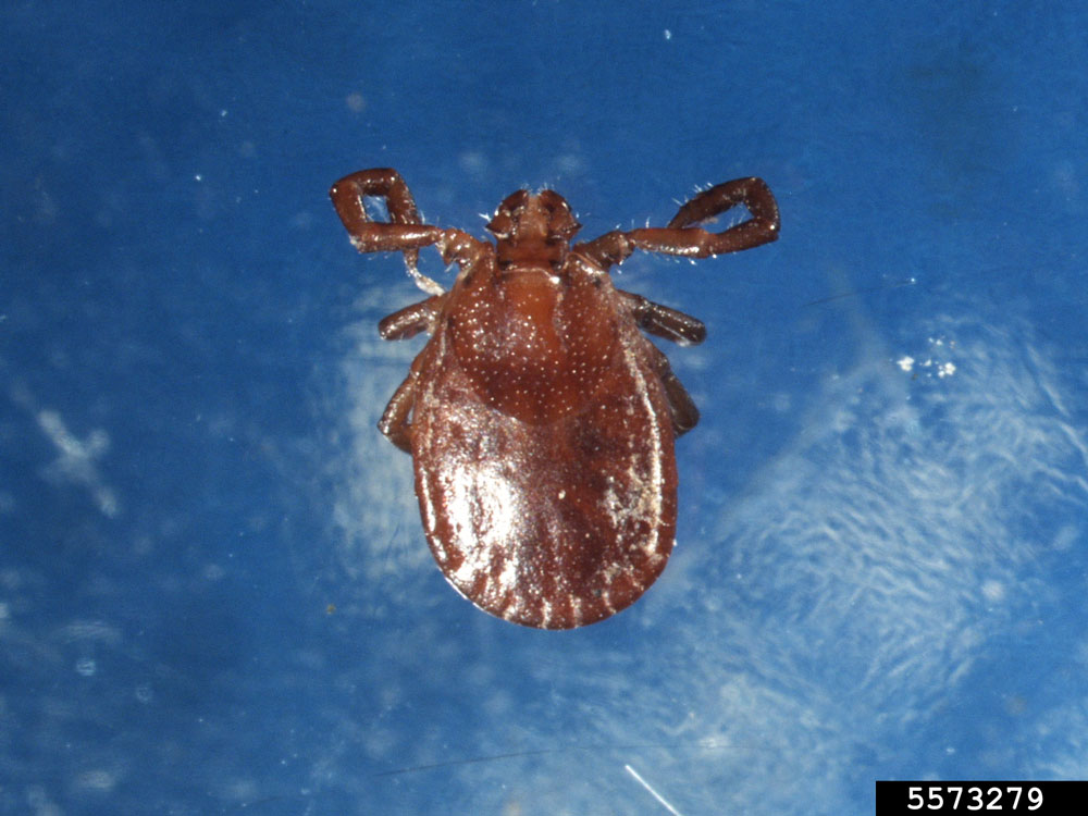 Asian longhorned tick