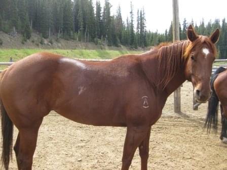 tying-up PSSM horse Jewell