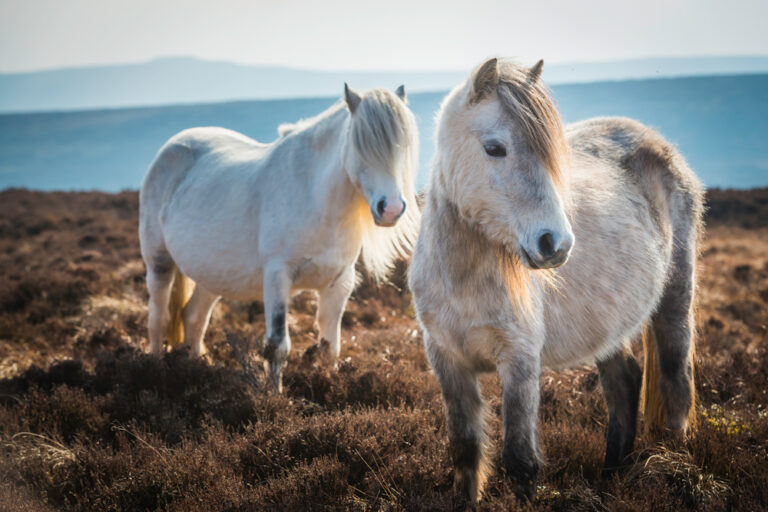 Welsh ponies