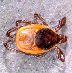 black-legged tick