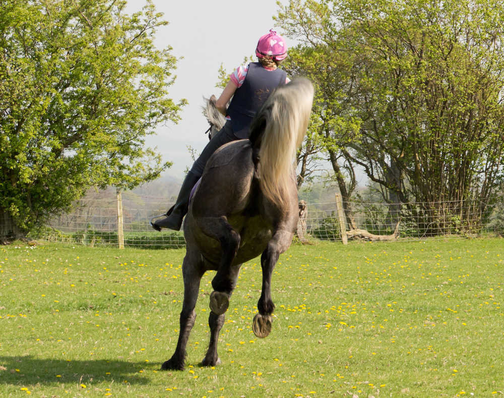 poor performance bucking horse from back English rider
