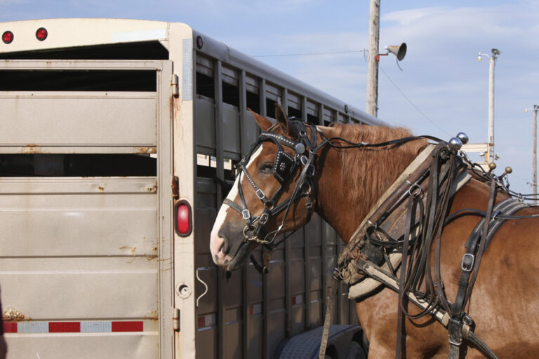 hauling horses draft tied to trailer