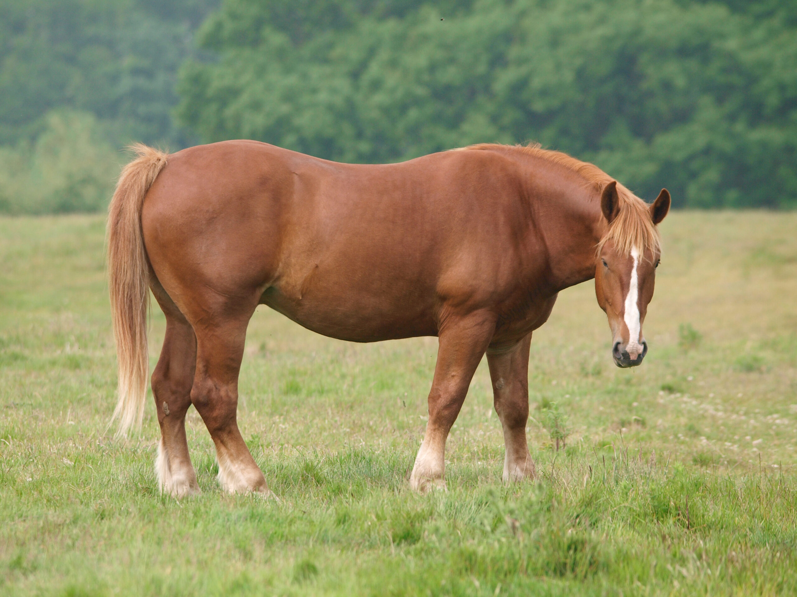 fat horse in field PPID ID research