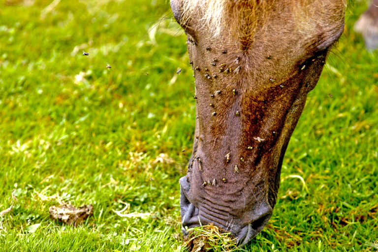 flies-on-horse-face-p
