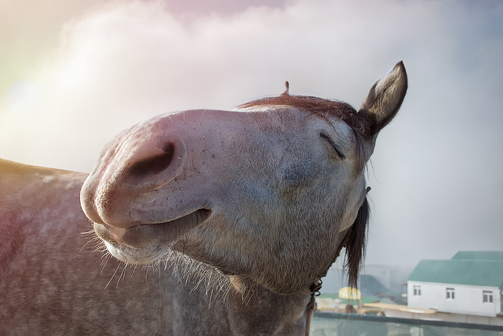 my senior horse happy gray horse