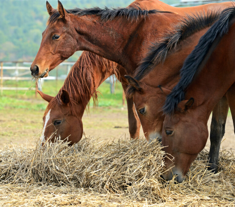 hay feeding ground vs feeder