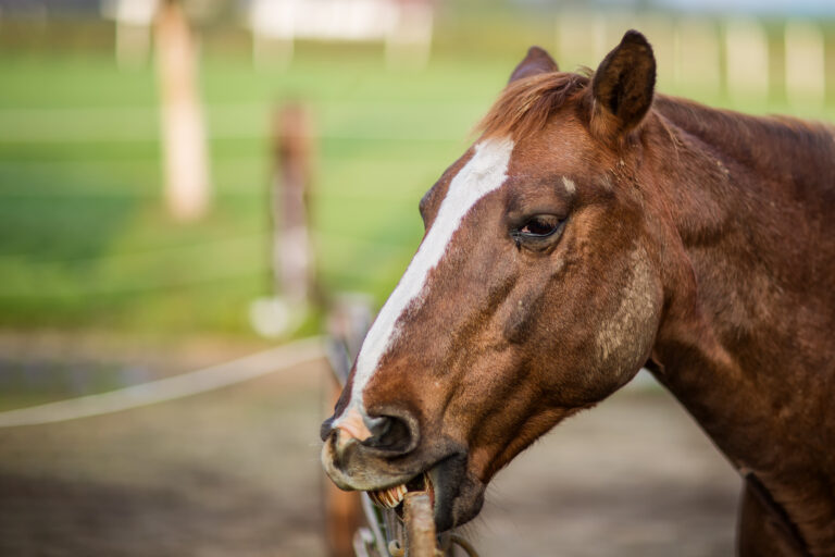 bored horse chewing cribbing in stall pen