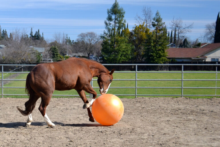 horse ball toy playing