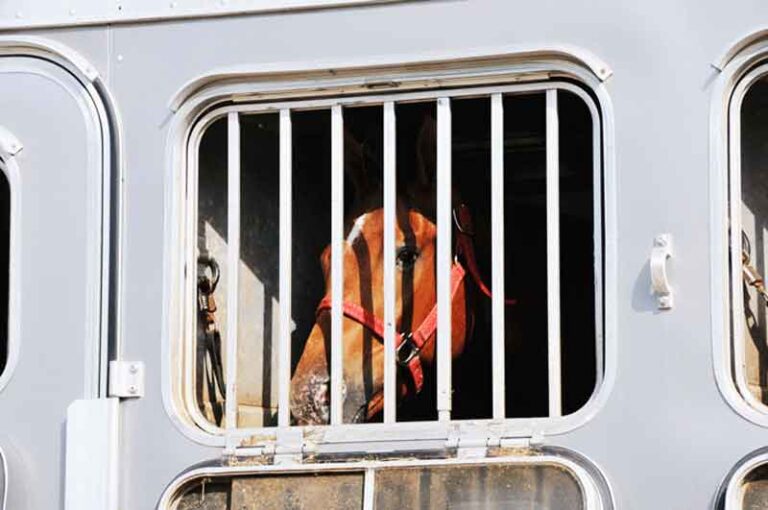 horse hauling horse looking through bars on window