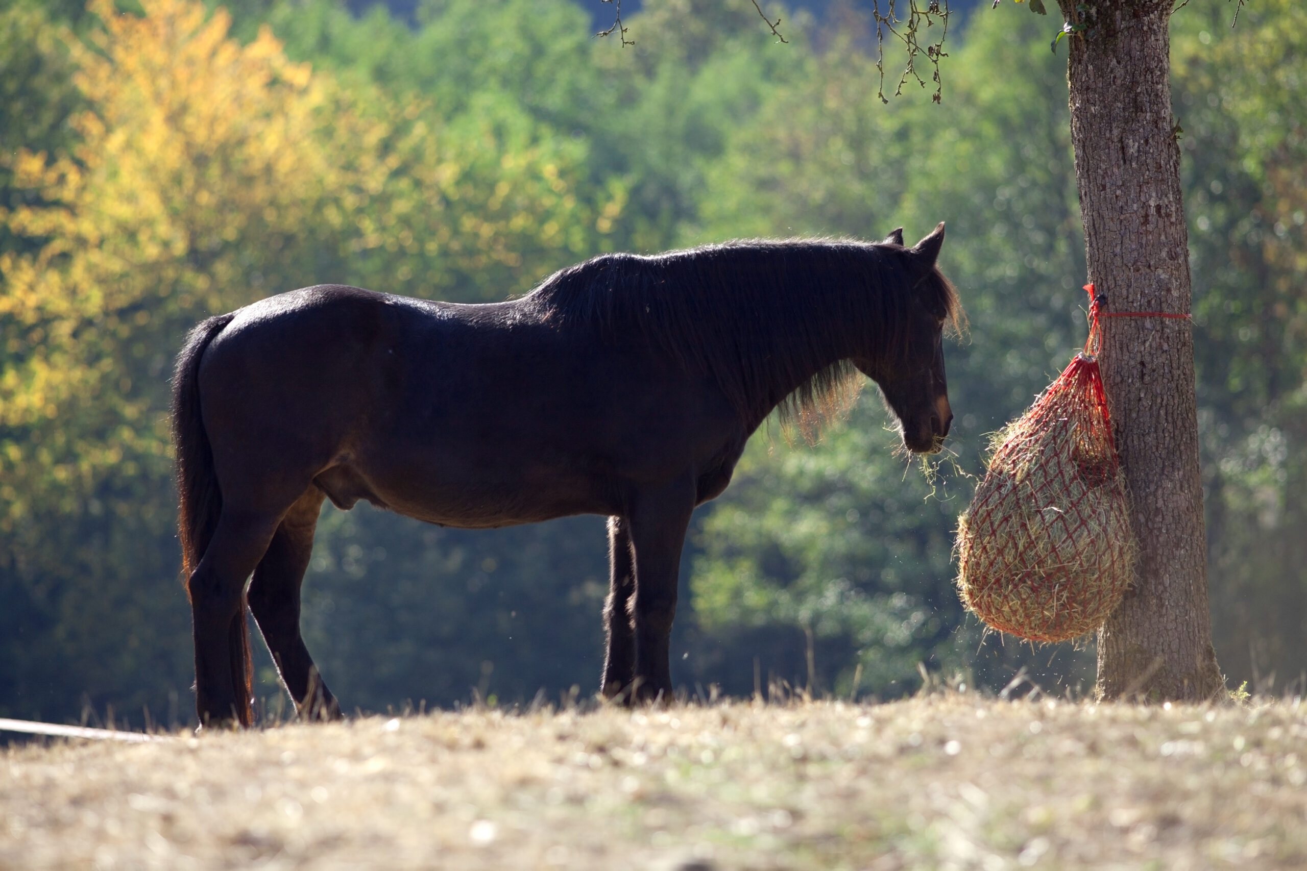 Overweight horse eating hay from a haynet.