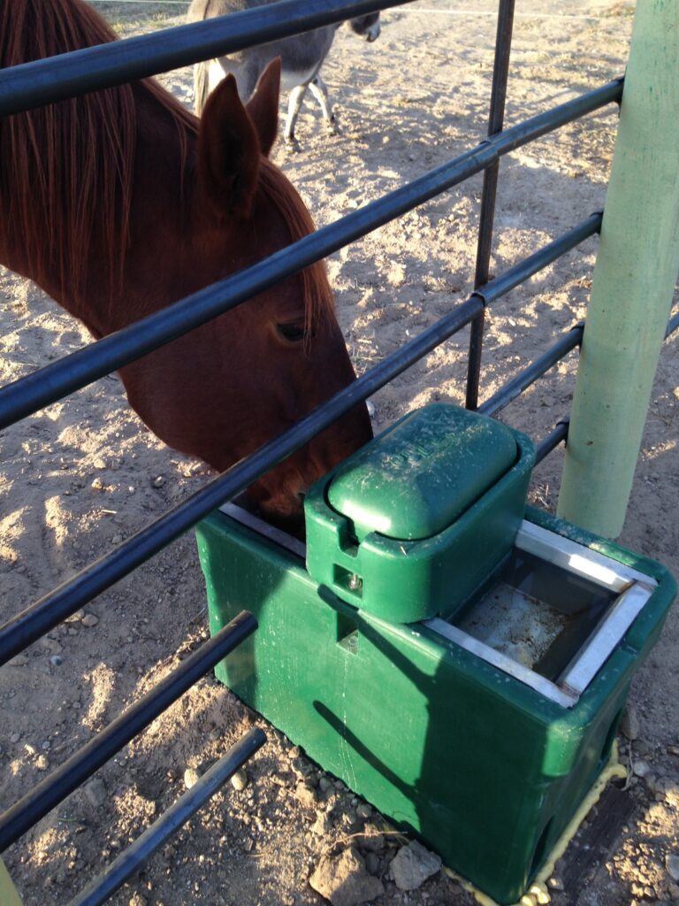 senior horse summer automatic waterer