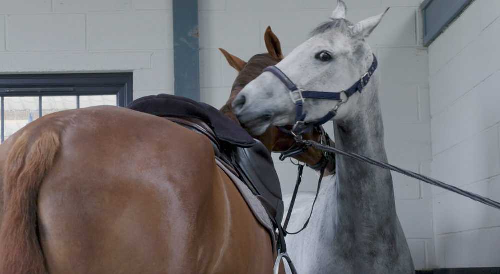 mutual grooming and scratching in barn aisle