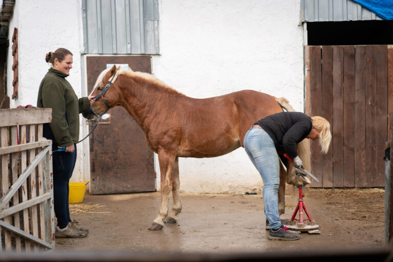 safe horse handling farrier