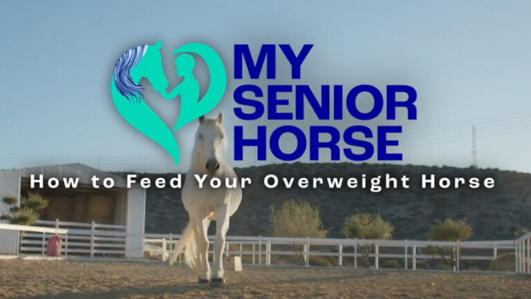 feed overweight horse