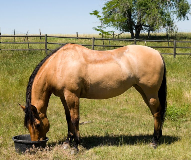 canagliflozin after feeding horse
