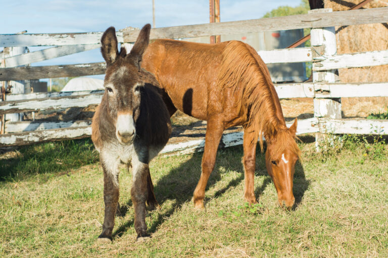 horse weight donkey and horse in pasture